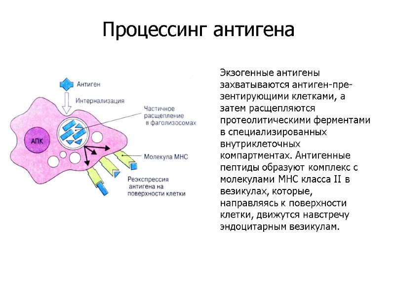 Экзогенные антигены захватываются антиген-пре-зентирующими клетками, а затем расщепляются протеолитическими ферментами в специализированных внутриклеточных компартментах.